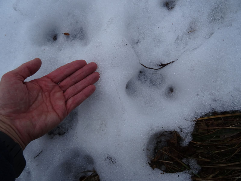 orme su neve....lupi ,volpe, cani ?